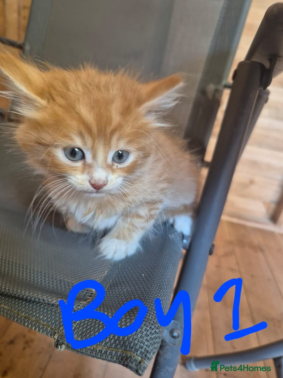 Mixed Breed cats for sale: 5 ginger kittens looking for new home  - Image 3