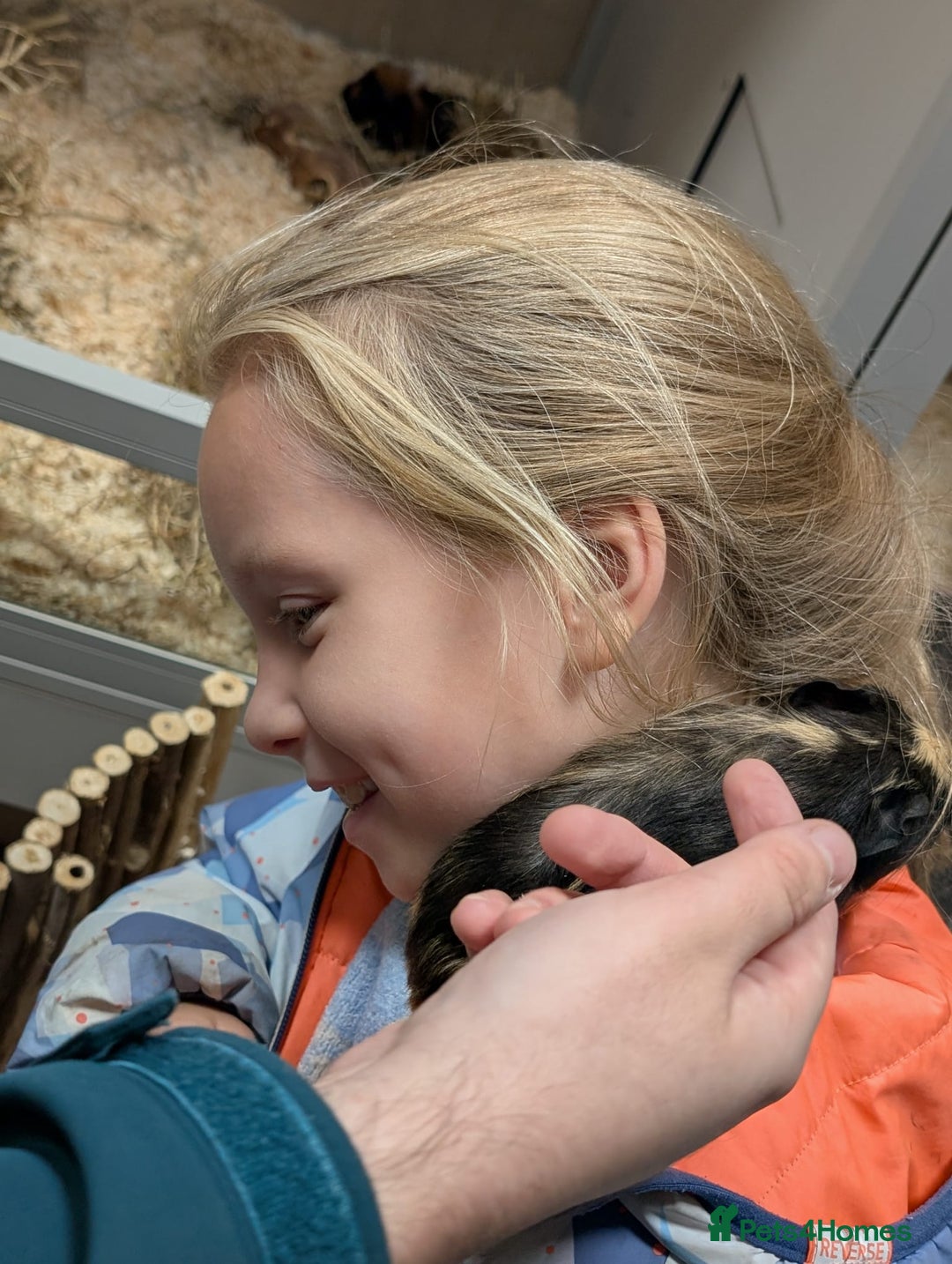 Tan rabbits for sale: Beautiful baby GUINEA PIGS - Image 16