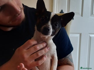 Mixed Breed dogs - Advert 1