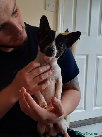 Mixed Breed dogs - Advert 1