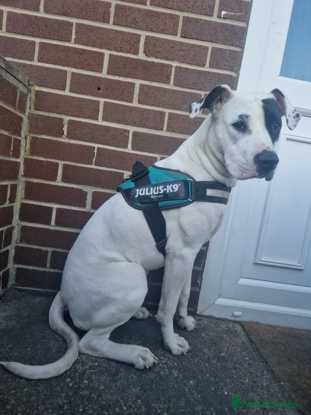 Mixed Breed dogs for sale: American bulldog x staffy in Barnsley - Advert 1