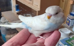 Budgerigars birds for sale: Stunning clear wing baby budgies.  - Image 6