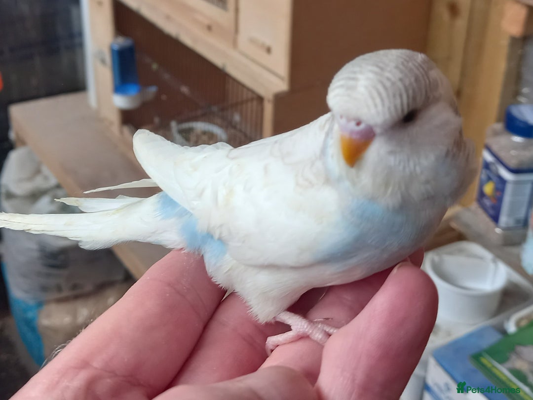 Budgerigars birds for sale: Stunning clear wing baby budgies.  - Image 6