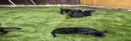 Cane Corso dogs for sale: Cane corso puppies - Advert 29