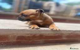 Staffordshire Bull Terrier dogs for sale: ONE MALE AVAILABLE 5* outstanding reds ✨✨✨ - Image 9