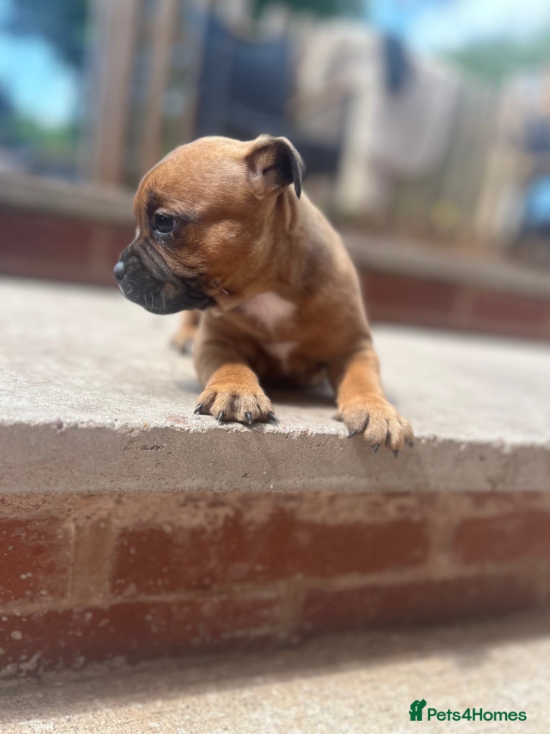 Staffordshire Bull Terrier dogs for sale: ONE MALE AVAILABLE 5* outstanding reds ✨✨✨ - Image 9