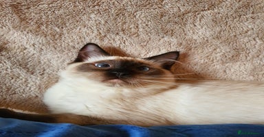 Ragdoll cats - Advert 7