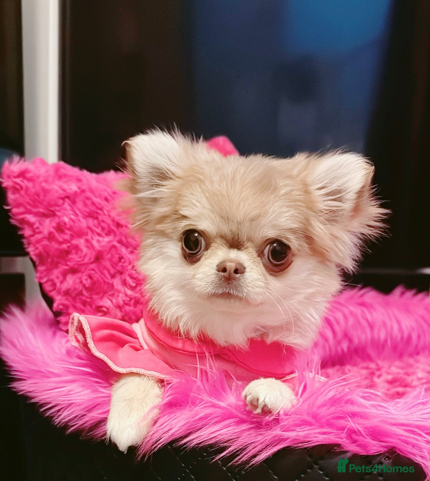 Chihuahua dogs Long haired chihuahua girl  - Advert 4