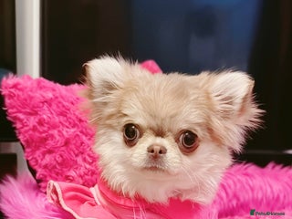 Chihuahua dogs Long haired chihuahua girl - Advert 1