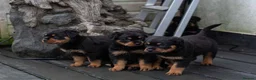 Rottweiler dogs for sale: Chunky German Rottweilers pups  - Advert 4