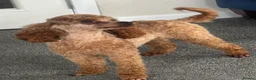 Toy Poodle dogs for stud: KC RED TOY POODLE STUD - Advert 24