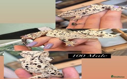 Gecko reptiles for sale: Various Crested geckos available! - Advert 3