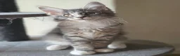 Maine Coon cats for sale: ❤️ TICA Registered Maine Coon Kittens Ready Now ❤️ - Advert 26