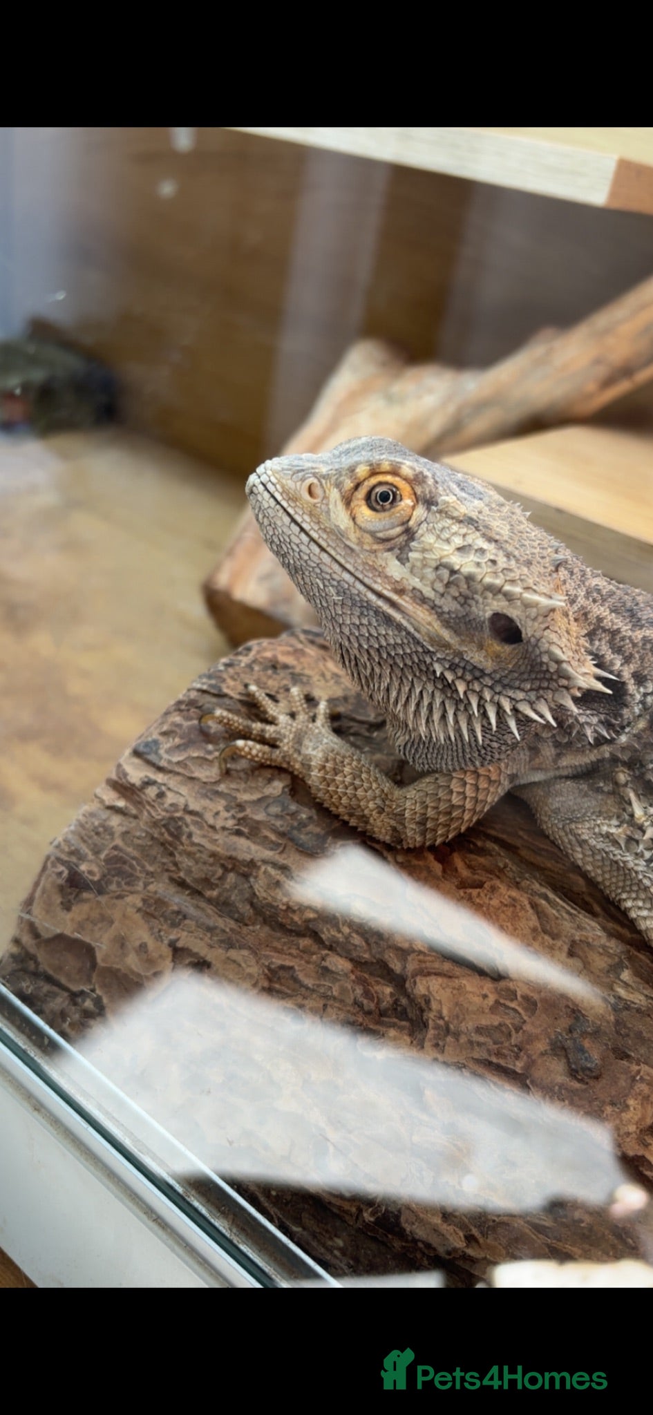 Bearded Dragon reptiles Male bearded dragon age 6  - Advert 2