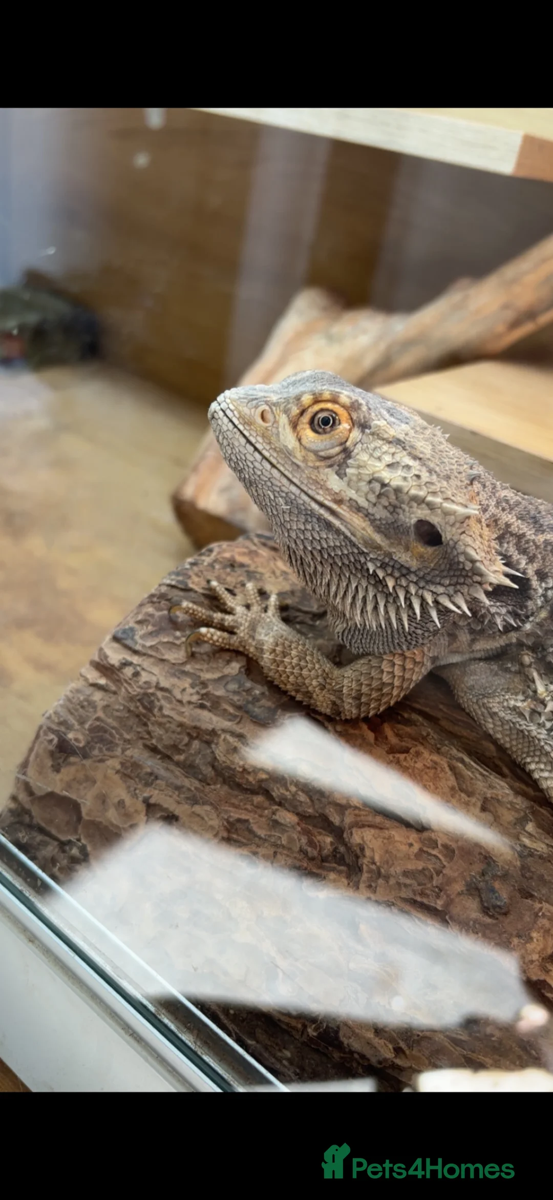 Bearded Dragon reptiles for sale: Male bearded dragon age 6  in Glasgow - Advert 2