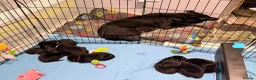 Borador dogs for sale: Borador puppies for sale - Advert 6