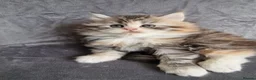 British Longhair cats for sale: Beautiful British kittens  - Advert 25