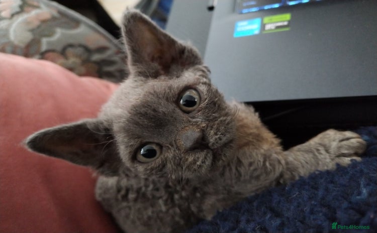 Devon Rex cats - Advert 11