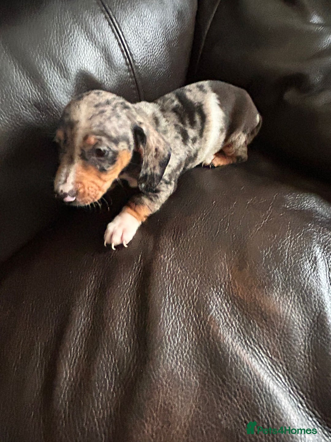Miniature Dachshund dogs for sale: Dachshund puppies boys and girls ready now - Image 27