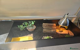 Tortoise reptiles for sale: Sulcata tortoise 1 year old-3rd largest species - Image 6