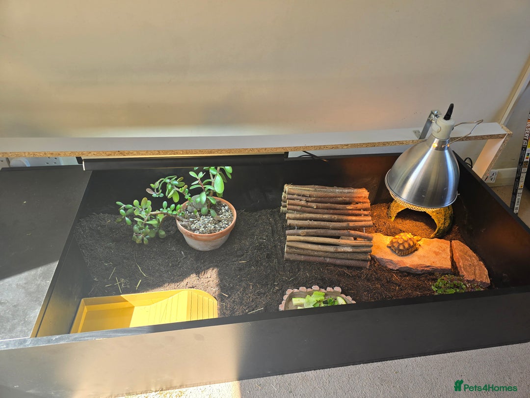 Tortoise reptiles for sale: Sulcata tortoise 1 year old-3rd largest species - Image 6