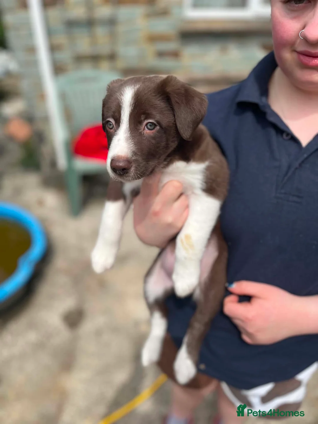 Border Collie dogs for sale: Border collie puppies - Advert 2