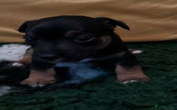 Jack Russell dogs for sale: Stunning Miniature Jack Russell Puppies  - Image 5
