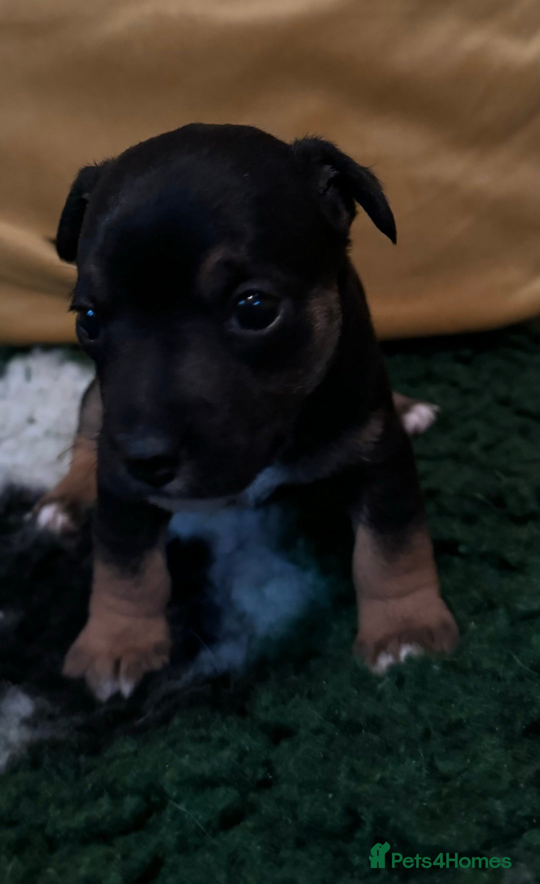 Jack Russell dogs for sale: Stunning Miniature Jack Russell Puppies  - Image 5