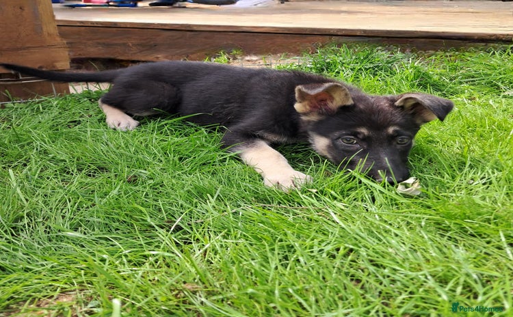 German Shepherd dogs - Advert 6