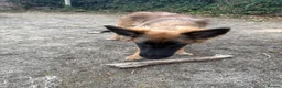 Mixed Breed dogs for sale: My beautiful lola - Advert 4