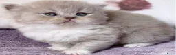 British Shorthair cats for sale: Gorgeous British Shorthair Kittens - TICA Reg - Advert 8