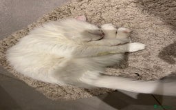 Mixed Breed cats for adoption: BLANCO - AMAZINGLY HANDSOME KITTEN NEUTERED VACCIN - Image 8