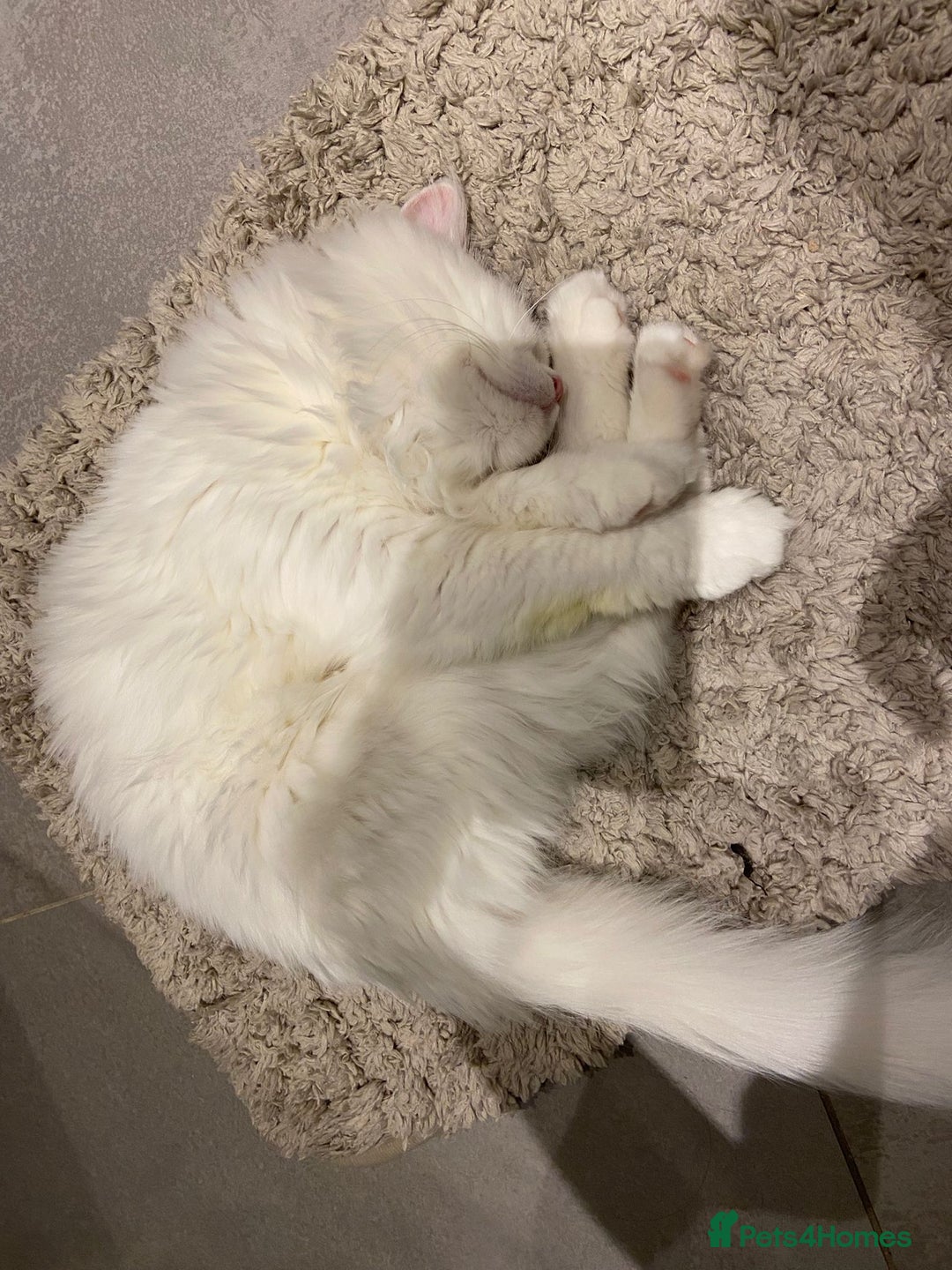 Mixed Breed cats for adoption: BLANCO - AMAZINGLY HANDSOME KITTEN NEUTERED VACCIN - Image 8