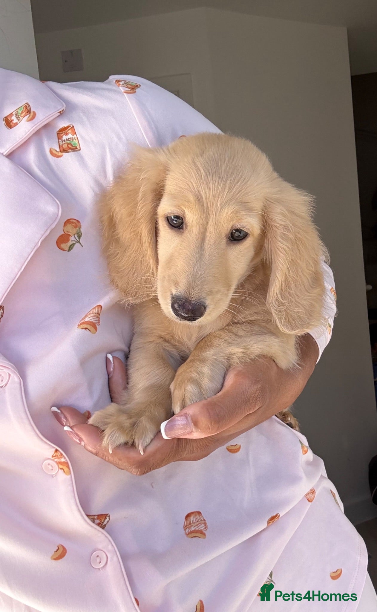 Miniature Dachshund dogs Kc reg Last gorgeous cream boy! - Advert 2