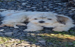 Mixed Breed dogs for adoption: Doodle. 6kg male  - Image 2