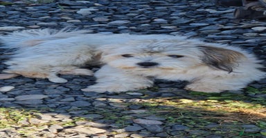 Mixed Breed dogs - Advert 16