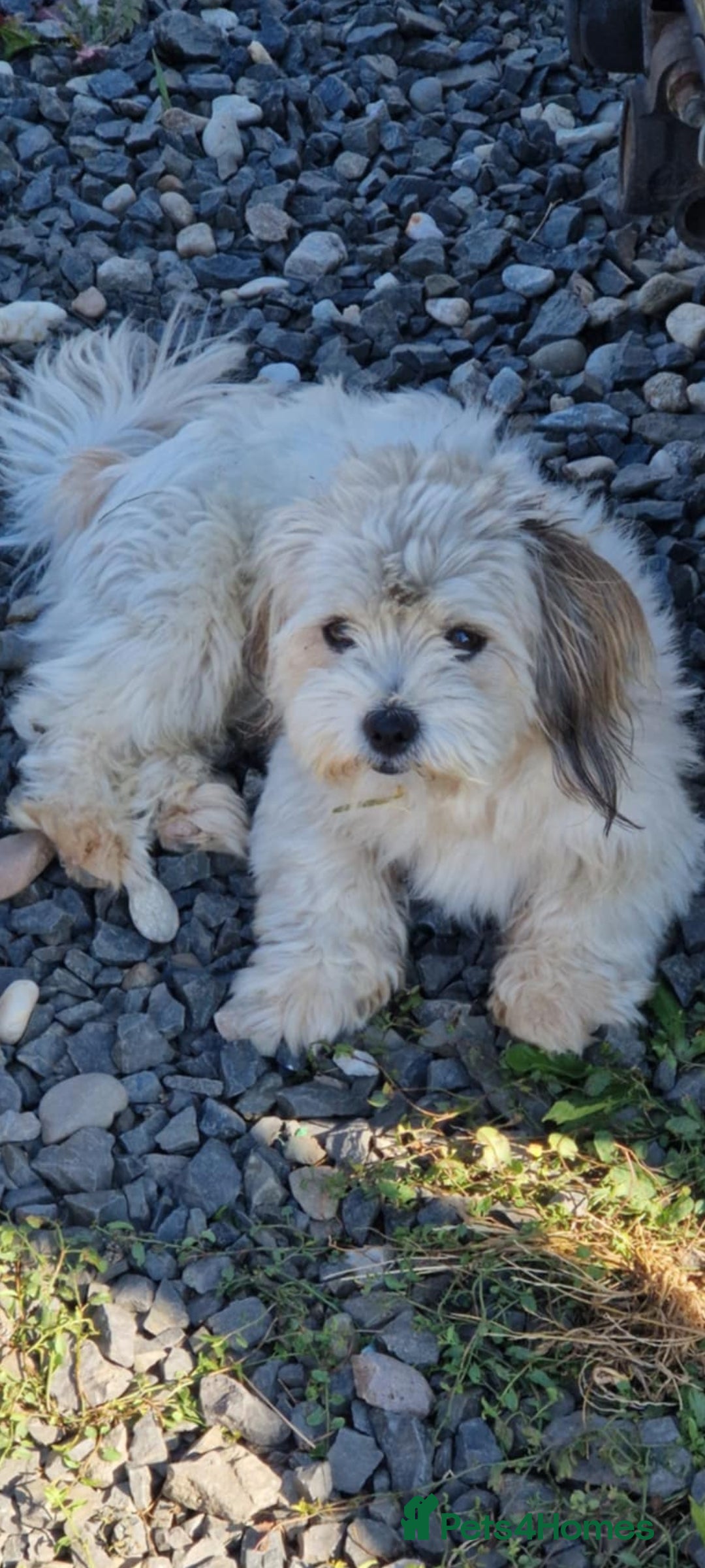Mixed Breed dogs for adoption: Doodle. 6kg male  - Image 2