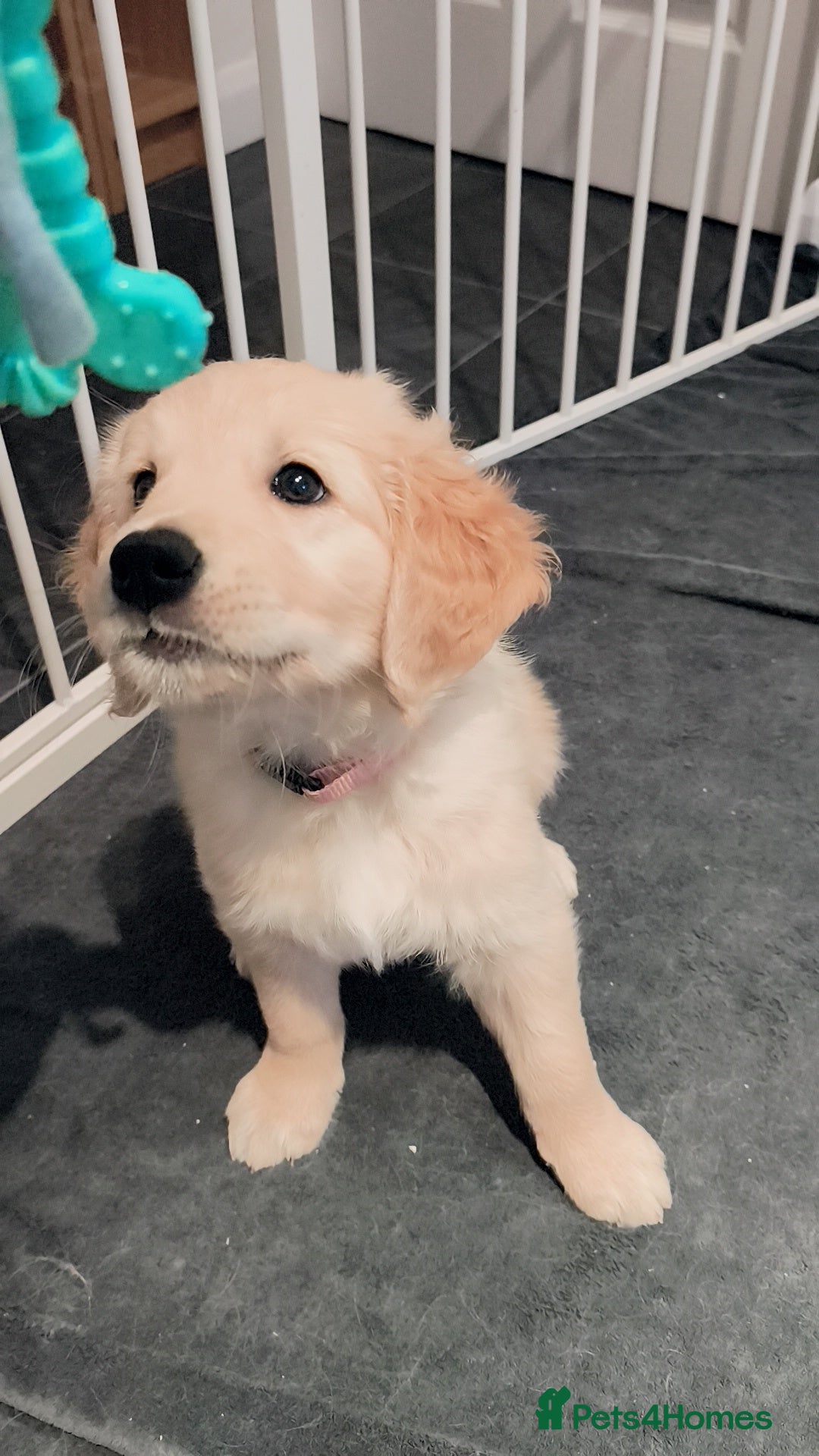 Golden Retriever dogs Gorgeous golden retriever puppies 🐕 - Advert 16