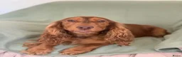 Cockapoo dogs for sale: Cockapoo girl  - Advert 7