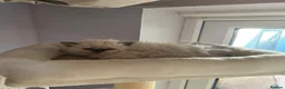 Selkirk Rex cats for sale: Selkirk rex kittens  - Advert 4