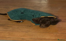 Bocker dogs for sale: 🐶 Cocker Spaniel x Beagle (Bocker) Puppy 🐶 - Image 14