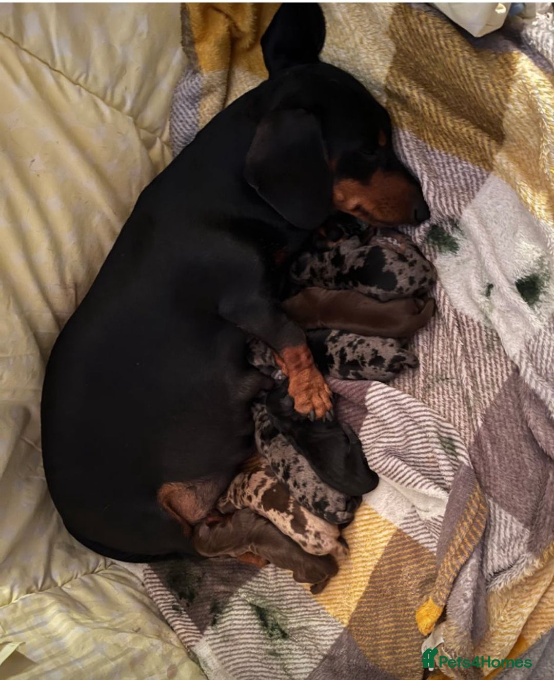 Dachshund dogs for sale: Male dachshund puppy for sale - Advert 4