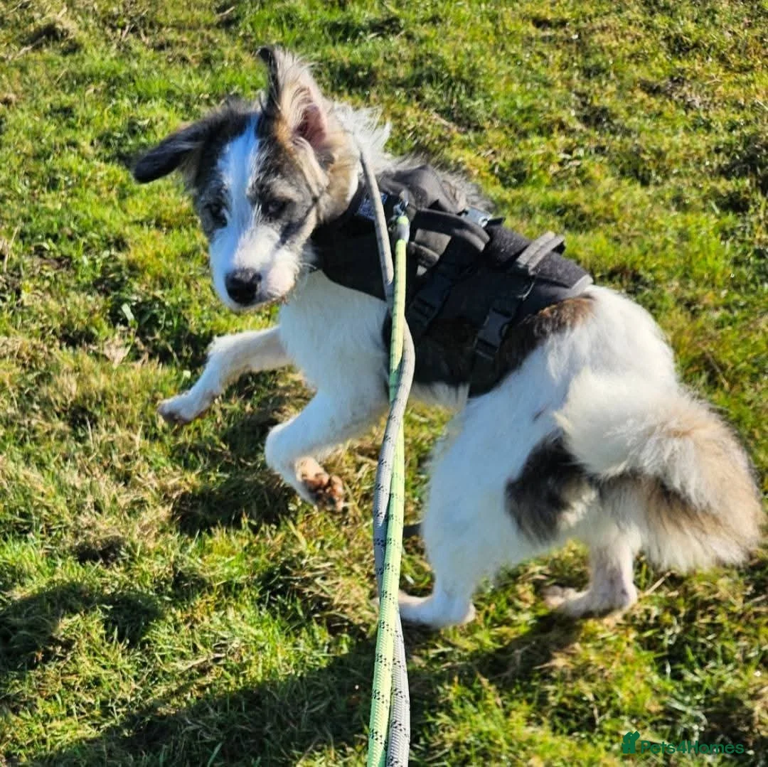 Mixed Breed dogs for adoption: Meet Ash, currently residing in Essex  - Advert 6