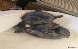 French Bulldog dogs for sale: 3 beautiful french bulldogs  - Image 7