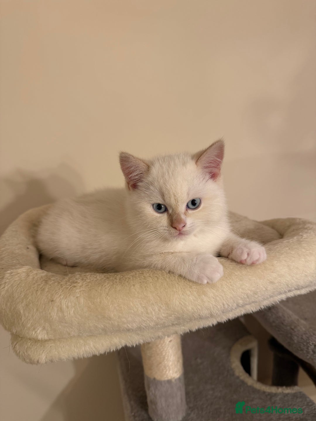 British Shorthair cats for sale: Female pure bred British short hair - Advert 5