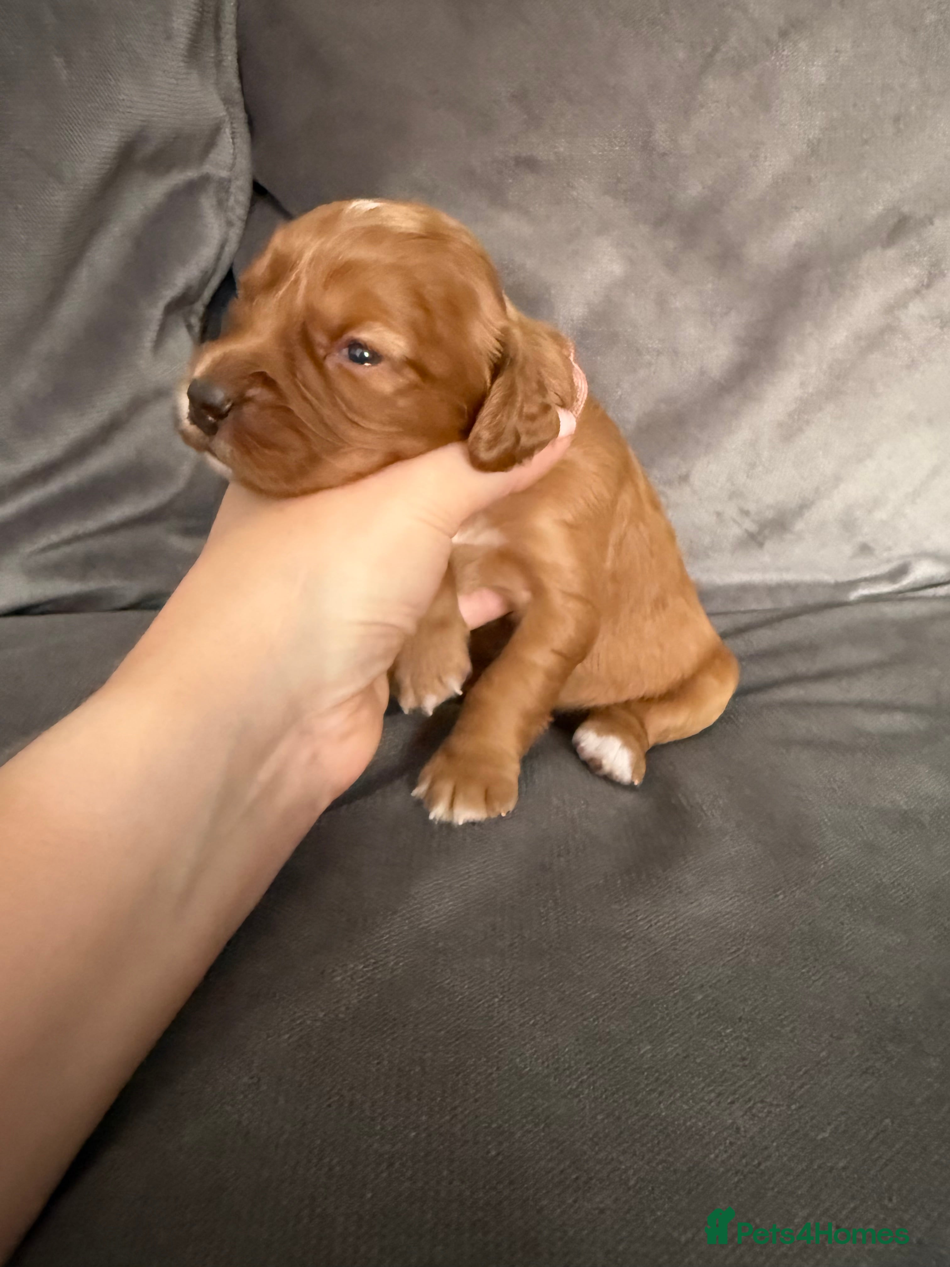 Cocker Spaniel dogs Red KC Registered Working Cocker Spaniel - Advert 2