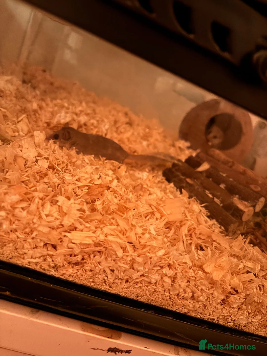 Mixed Breed rodents for sale: african pygmy doormouse+viv in Horsham - Advert 8