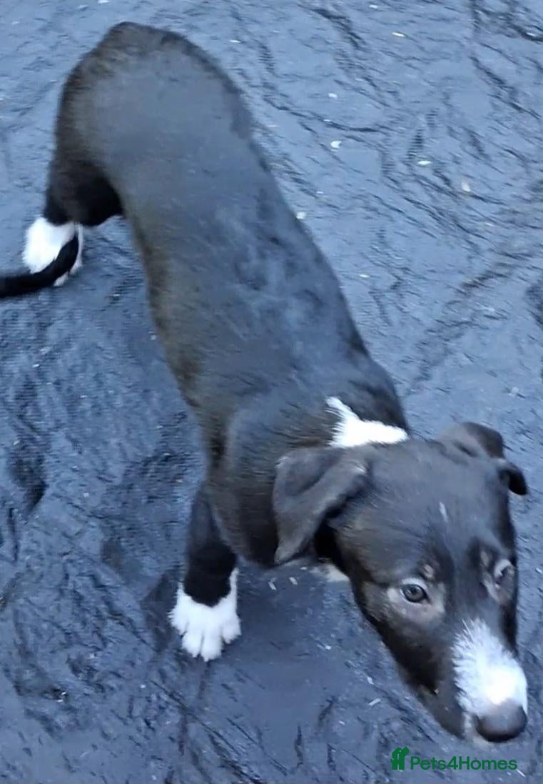 Lurcher dogs Beautiful well bred lurcher puppies - Advert 8