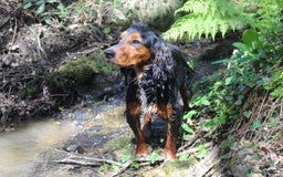 Cocker Spaniel dogs for sale: Expecting Litter of Pedigree Working Cockers - Image 2
