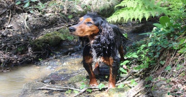 Cocker Spaniel dogs - Advert 7